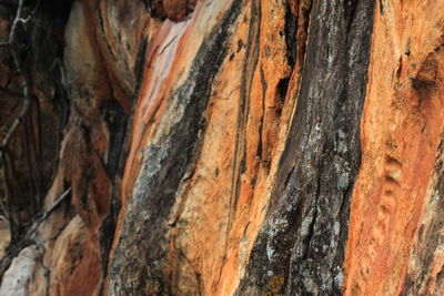 Close-up of tree trunk