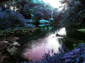 Reflection of trees in water
