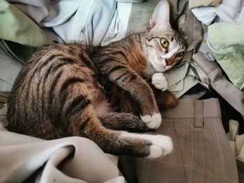 High angle view of cat resting on sofa