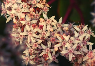 Close-up of flowers blooming on tree