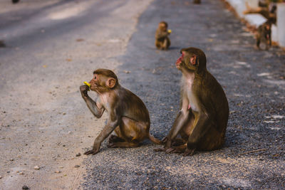 Monkeys sitting on road