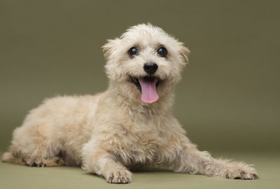 Portrait of dog sticking out tongue