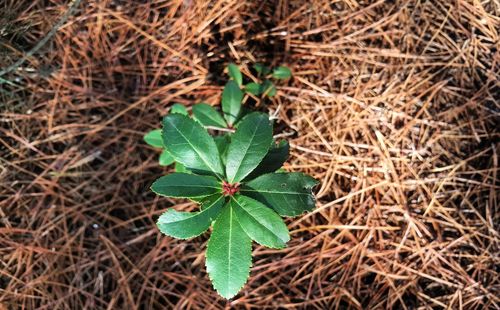 High angle view of plant growing on field