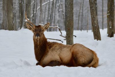 Deer on snow field during winter