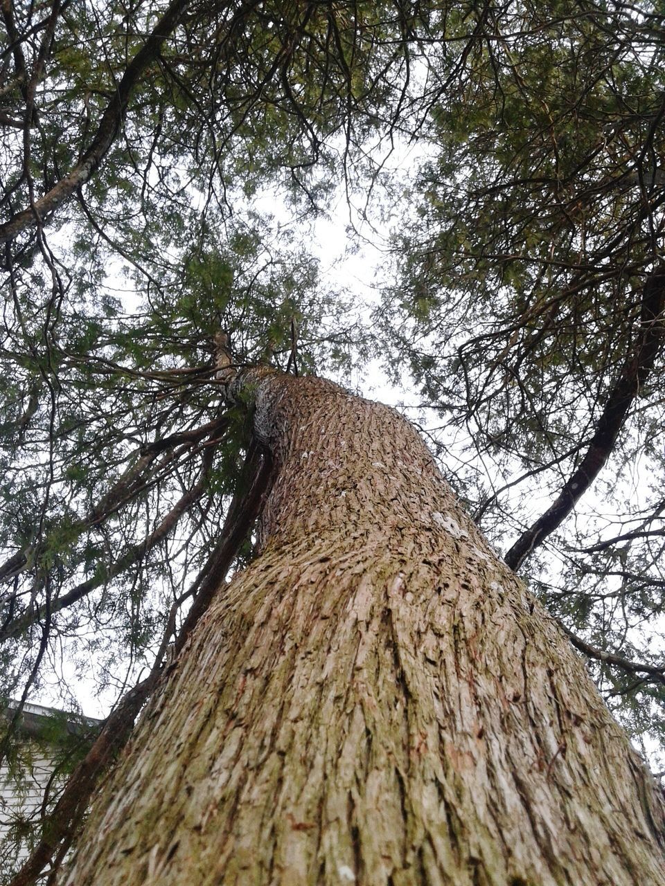 tree, low angle view, tree trunk, branch, growth, tranquility, nature, forest, tall - high, sky, beauty in nature, day, outdoors, no people, textured, tranquil scene, scenics, sunlight, clear sky, bark