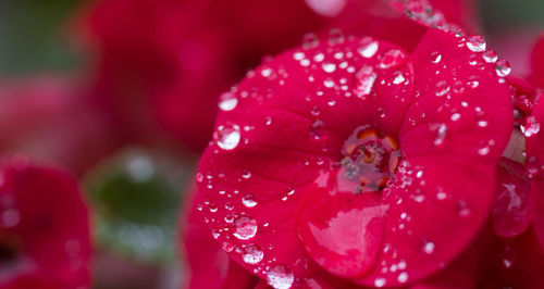 Close-up of water drops on pink flower