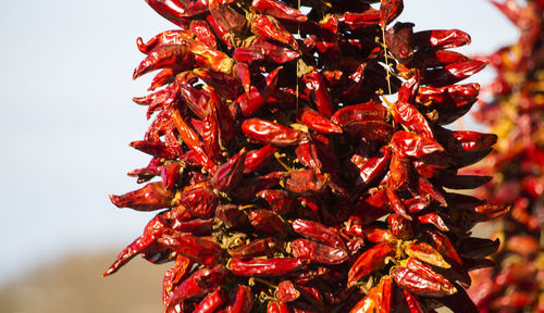 Close-up of red flower against sky