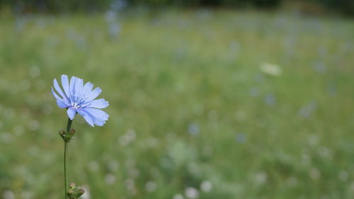 Close-up of purple flowering plant