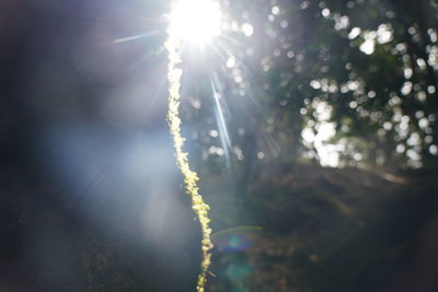 Sunlight streaming through plants on sunny day