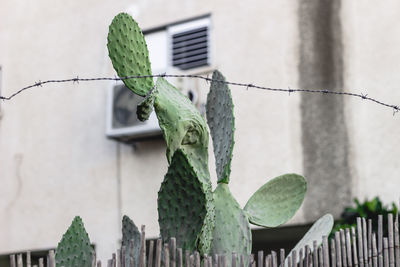 Low angle view of lizard on plant