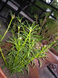 High angle view of potted plant