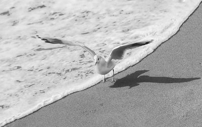 Close-up of seagull flying