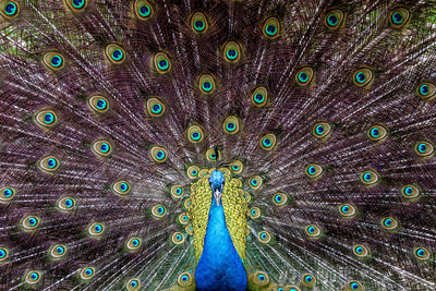 Close-up of peacock