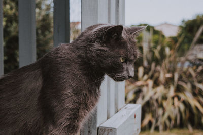 Close-up of a cat looking away