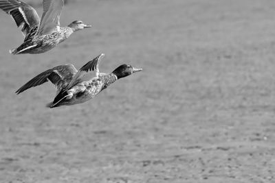 Seagulls flying over sea