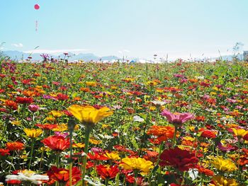 Close-up of flowers blooming against sky