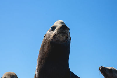 Low angle view of sea lion swimming against clear blue sky