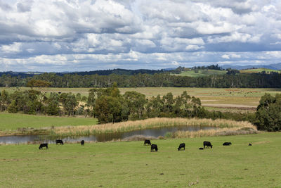 Flock of sheep grazing on field against sky