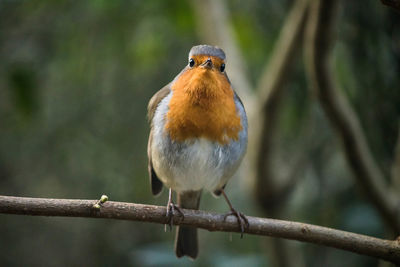 Close-up of bird perching on leaf