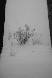 Bare tree on snow covered landscape