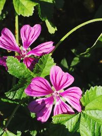 Close-up of pink flowering plant