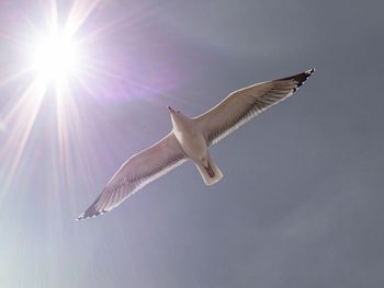 Low angle view of seagull flying