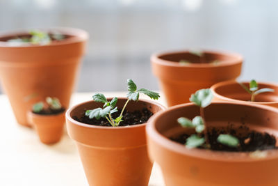 Close up of strawberries sprout plant seeding in ceramic terracota pots on  wooden table background. 