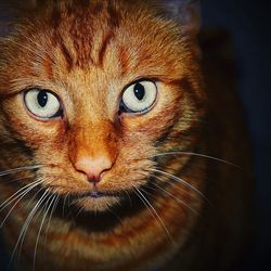 Close-up portrait of cat