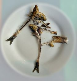 High angle view of insect on plate