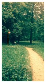 Footpath amidst trees