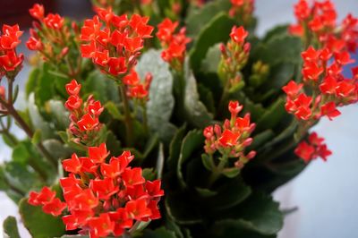 Close-up of red flowers blooming outdoors