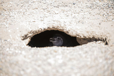 Close-up of a cat looking through hole