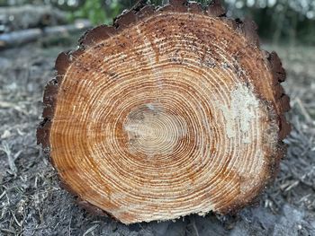 Close-up of tree stump in forest