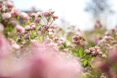 Close-up of pink flowers
