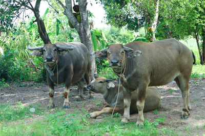 Cows standing in a field