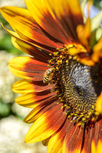 Close-up of sunflower