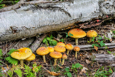 Close up view of decorated tree