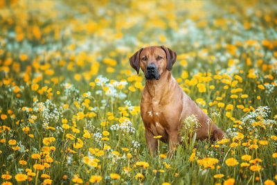 Portrait of dog amidst yellow flowers on field