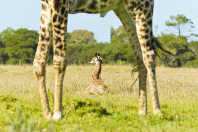 Giraffes on field against sky