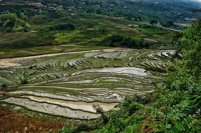 High angle view of rice field