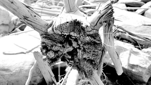 Close-up of dry leaf