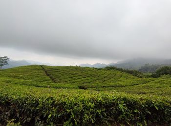 Scenic view of agricultural field against sky