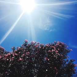 Low angle view of sun shining through trees