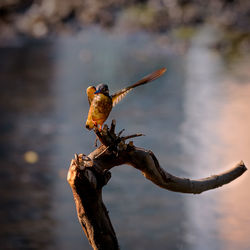 Close-up of kingfisher perching on branch