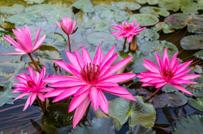 Close-up of pink flowers blooming outdoors