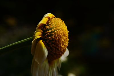 Close-up of yellow flowering plant