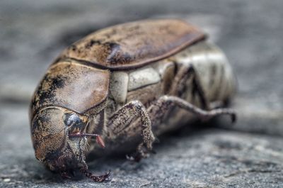 Close-up of insect