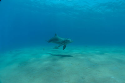 Fish swimming in sea