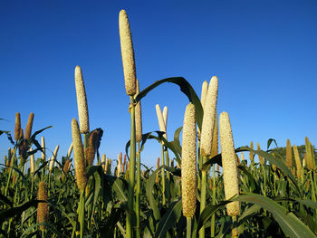 Low angle view of cactus plants growing on field against clear sky