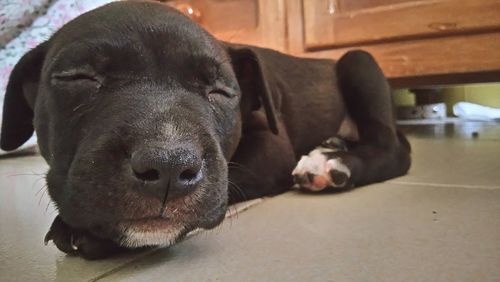 Close-up portrait of dog